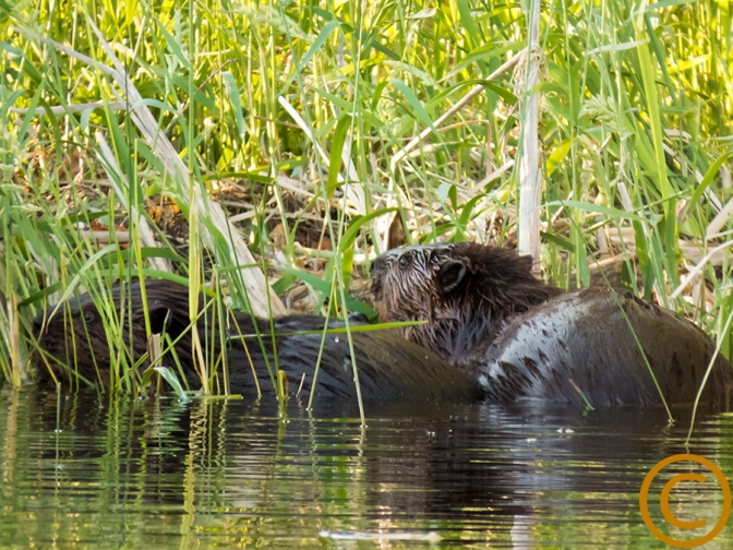 Two beavers eating tall grass growing on a bog by a barrier island near Crystal Lake, during a kayaking trip on the Chippewa Flowage near Hayward, Wis. Sue Pischke, 2014 ALL RIGHTS RESERVED